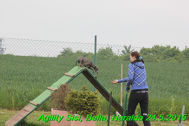 Agility 24.5.2015 Sisi, Bella, Haralda (76)
