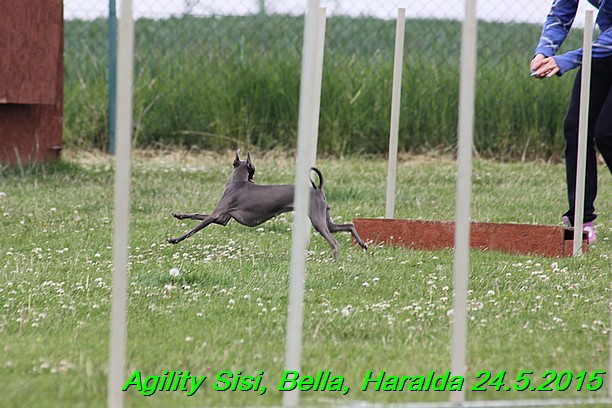 Agility 24.5.2015 Sisi, Bella, Haralda (104)