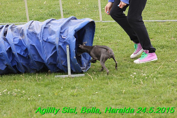Agility 24.5.2015 Sisi, Bella, Haralda (145)