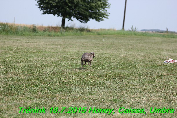 Trenink coursing 18.7.2015 Honey, Caissa, Umbra (3)