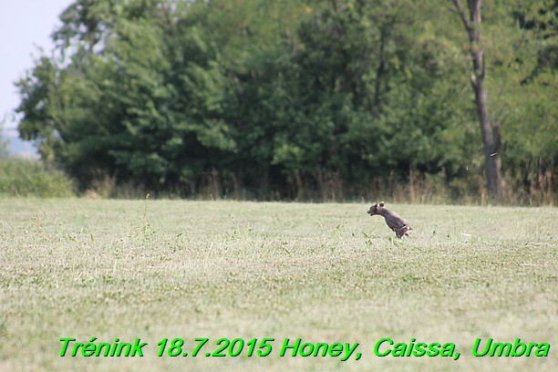 Trenink coursing 18.7.2015 Honey, Caissa, Umbra (6)
