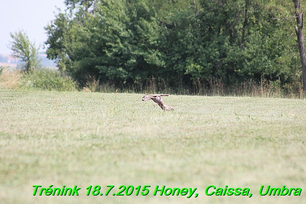 Trenink coursing 18.7.2015 Honey, Caissa, Umbra (7)