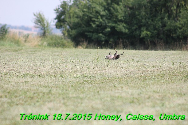 Trenink coursing 18.7.2015 Honey, Caissa, Umbra (8)
