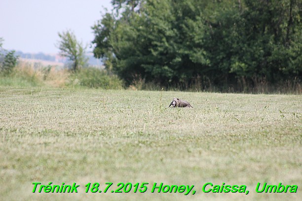 Trenink coursing 18.7.2015 Honey, Caissa, Umbra (9)