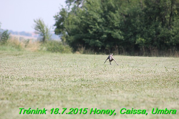 Trenink coursing 18.7.2015 Honey, Caissa, Umbra (10)