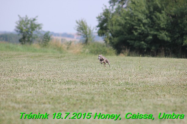 Trenink coursing 18.7.2015 Honey, Caissa, Umbra (11)