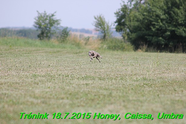 Trenink coursing 18.7.2015 Honey, Caissa, Umbra (12)