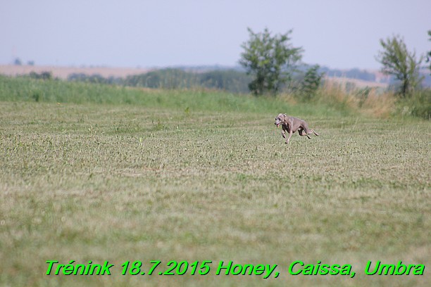Trenink coursing 18.7.2015 Honey, Caissa, Umbra (13)