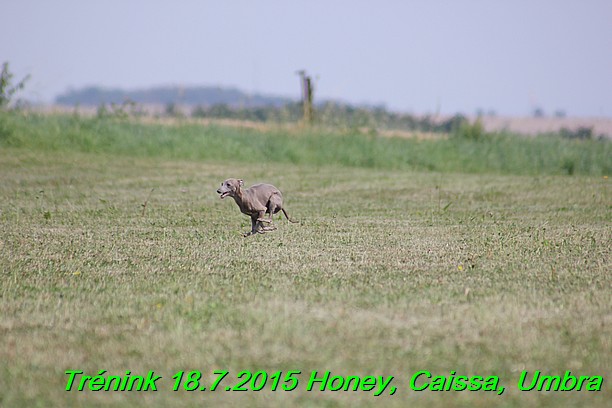 Trenink coursing 18.7.2015 Honey, Caissa, Umbra (15)