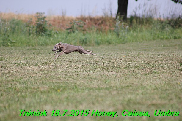 Trenink coursing 18.7.2015 Honey, Caissa, Umbra (16)