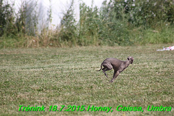 Trenink coursing 18.7.2015 Honey, Caissa, Umbra (25)