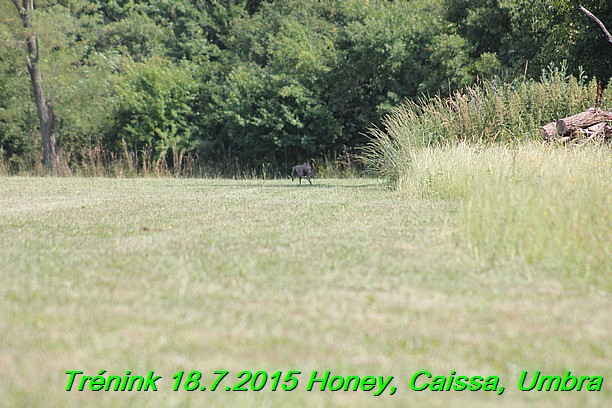 Trenink coursing 18.7.2015 Honey, Caissa, Umbra (26)