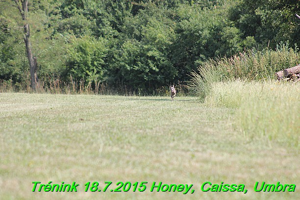 Trenink coursing 18.7.2015 Honey, Caissa, Umbra (27)