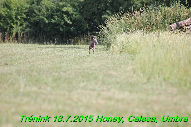 Trenink coursing 18.7.2015 Honey, Caissa, Umbra (28)