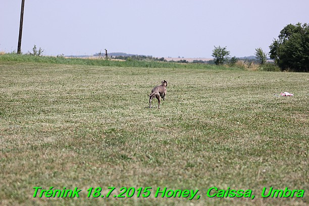 Trenink coursing 18.7.2015 Honey, Caissa, Umbra (35)