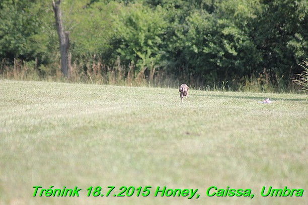 Trenink coursing 18.7.2015 Honey, Caissa, Umbra (36)