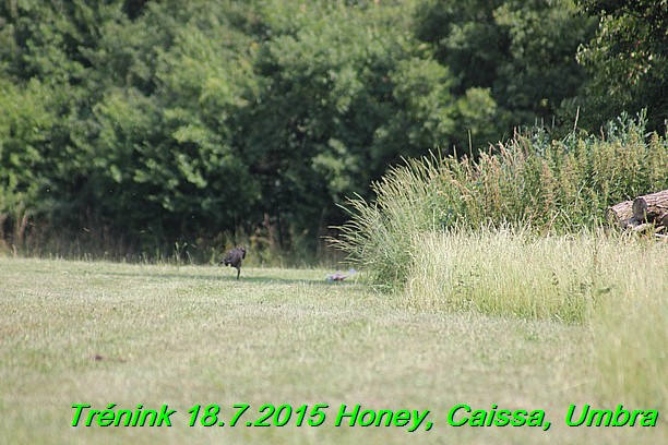 Trenink coursing 18.7.2015 Honey, Caissa, Umbra (37)