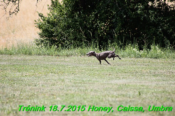 Trenink coursing 18.7.2015 Honey, Caissa, Umbra (41)