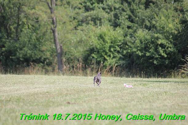 Trenink coursing 18.7.2015 Honey, Caissa, Umbra (47)