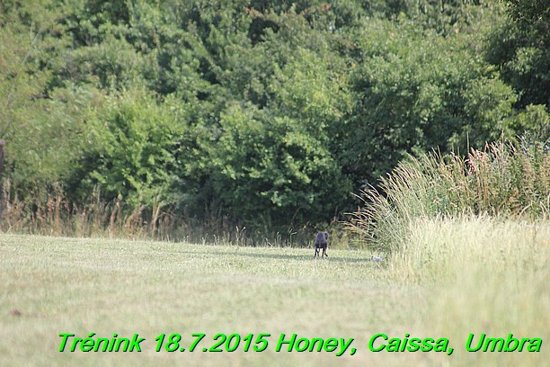 Trenink coursing 18.7.2015 Honey, Caissa, Umbra (48)