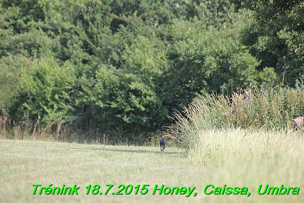 Trenink coursing 18.7.2015 Honey, Caissa, Umbra (49)