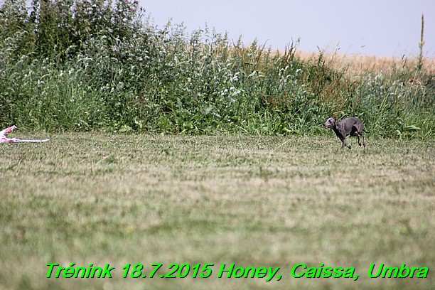 Trenink coursing 18.7.2015 Honey, Caissa, Umbra (50)