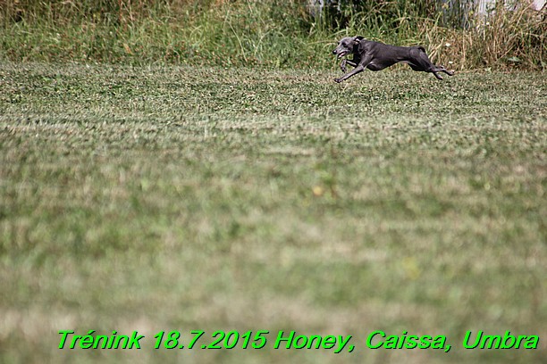 Trenink coursing 18.7.2015 Honey, Caissa, Umbra (51)