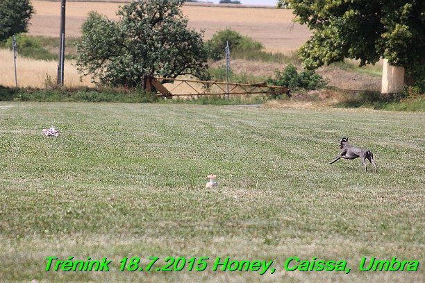 Trenink coursing 18.7.2015 Honey, Caissa, Umbra (52)
