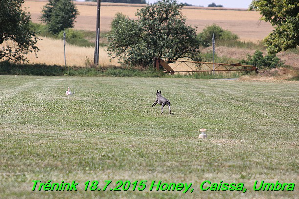 Trenink coursing 18.7.2015 Honey, Caissa, Umbra (54)