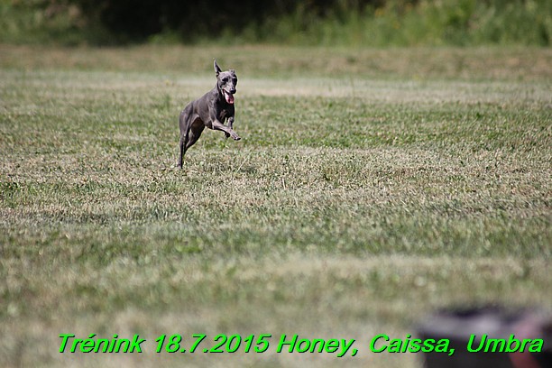 Trenink coursing 18.7.2015 Honey, Caissa, Umbra (56)