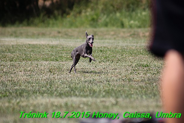 Trenink coursing 18.7.2015 Honey, Caissa, Umbra (57)
