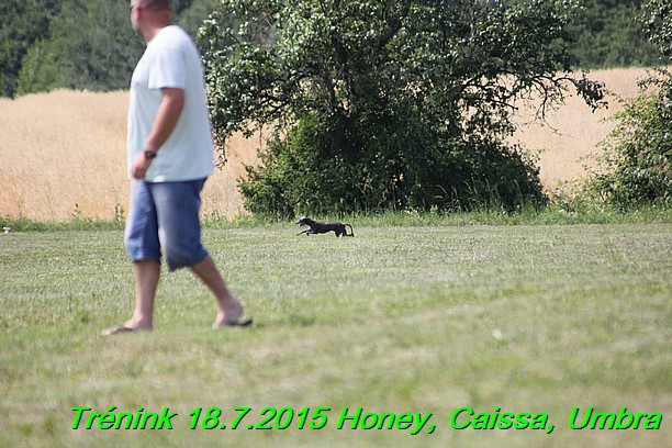 Trenink coursing 18.7.2015 Honey, Caissa, Umbra (59)