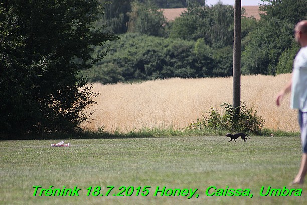 Trenink coursing 18.7.2015 Honey, Caissa, Umbra (60)