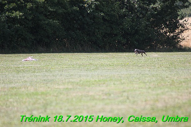 Trenink coursing 18.7.2015 Honey, Caissa, Umbra (61)
