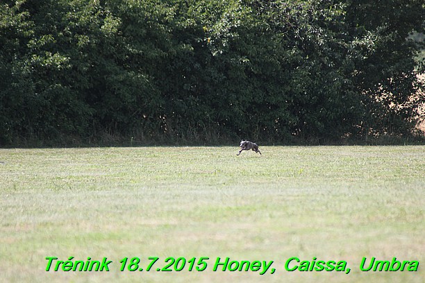 Trenink coursing 18.7.2015 Honey, Caissa, Umbra (62)