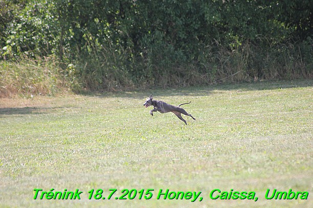 Trenink coursing 18.7.2015 Honey, Caissa, Umbra (64)