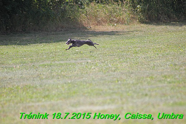 Trenink coursing 18.7.2015 Honey, Caissa, Umbra (65)