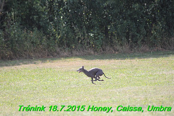 Trenink coursing 18.7.2015 Honey, Caissa, Umbra (66)