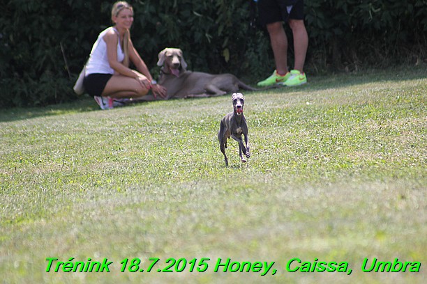 Trenink coursing 18.7.2015 Honey, Caissa, Umbra (67)