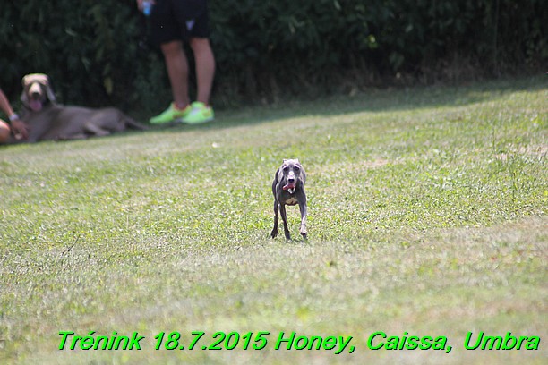 Trenink coursing 18.7.2015 Honey, Caissa, Umbra (68)