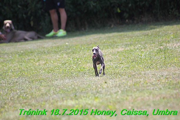 Trenink coursing 18.7.2015 Honey, Caissa, Umbra (69)