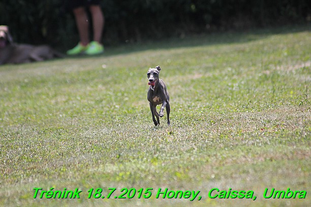 Trenink coursing 18.7.2015 Honey, Caissa, Umbra (70)