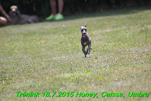 Trenink coursing 18.7.2015 Honey, Caissa, Umbra (71)