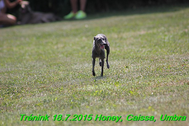 Trenink coursing 18.7.2015 Honey, Caissa, Umbra (72)