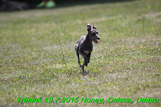 Trenink coursing 18.7.2015 Honey, Caissa, Umbra (73)