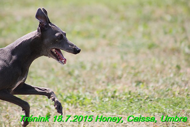 Trenink coursing 18.7.2015 Honey, Caissa, Umbra (74)