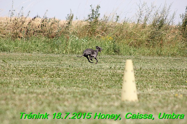 Trenink coursing 18.7.2015 Honey, Caissa, Umbra (75)