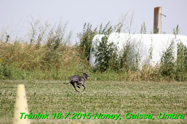 Trenink coursing 18.7.2015 Honey, Caissa, Umbra (76)