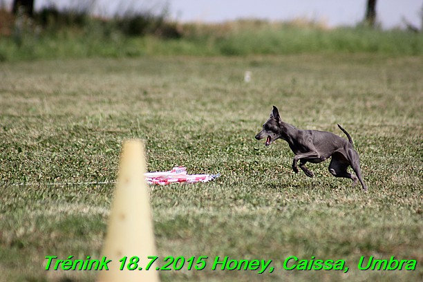 Trenink coursing 18.7.2015 Honey, Caissa, Umbra (78)