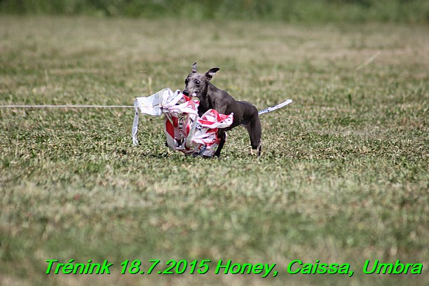 Trenink coursing 18.7.2015 Honey, Caissa, Umbra (80)
